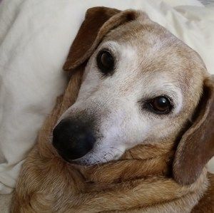 Meet your Posher, Desie